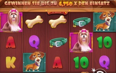 Dog House